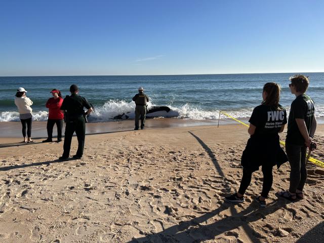 Newborn sperm whale calf strands on beach near Marineland