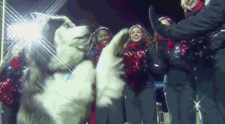 Diesel was NIU’s mascot for nine years.