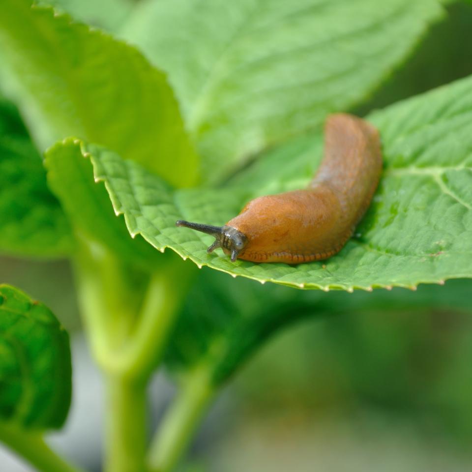  Slug on a plant. 