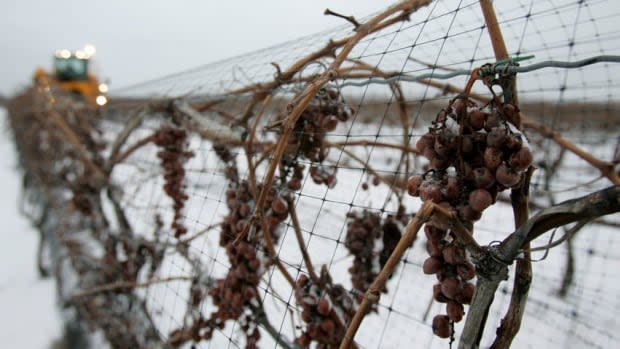 Vineyards across B.C.'s wine-growing Okanagan region have been hit hard by a prolonged cold snap that caused significant damage to wine vines. (CBC - image credit)
