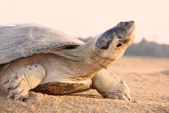 A giant South American river turtle (<i>Podocnemis expansa</i>).