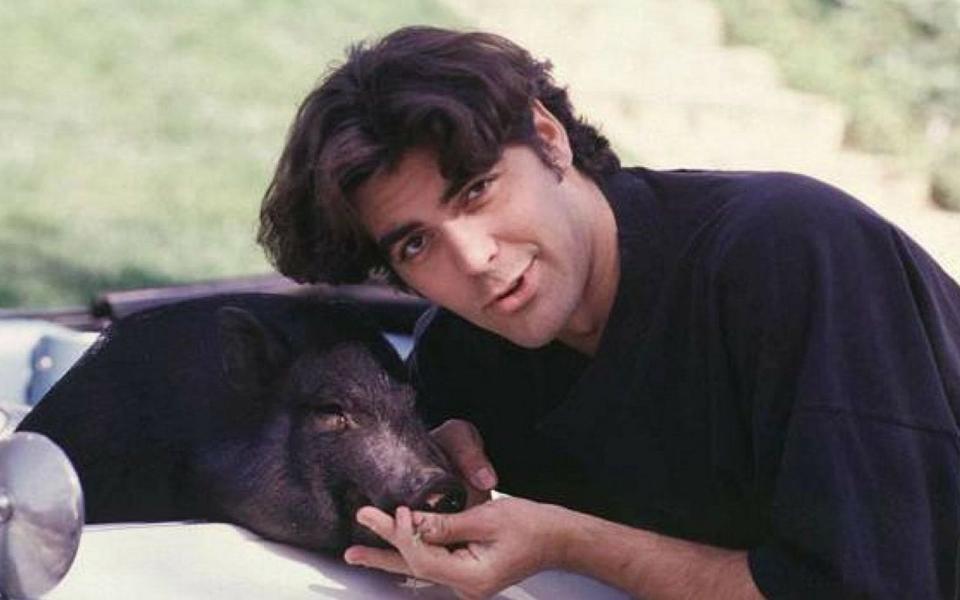 Er war womöglich das berühmteste Hängebauchschwein aller Zeiten - aufgrund seines "Herrchens": 18 Jahre lang lebte "Max" bei George Clooney. Als sein 135 Kilo schwerer Liebling starb, scherzte der Schauspieler, dass damit die längste Beziehung, die er jemals hatte, zu Ende gegangen sei. Doch auch andere Promis hielten sich ausgefallene Gefährten ... (Bild: Getty Images)