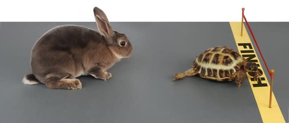 A tortoise wins a race against a hare.