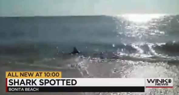 Big shark caught on camera at Florida shoreline (video)