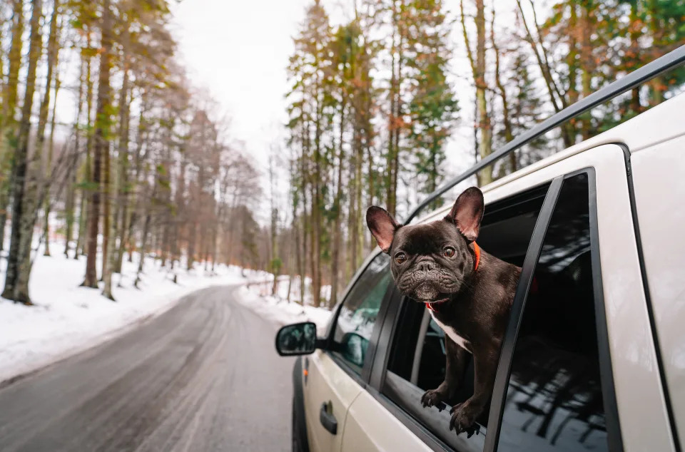 small black dog poking head out of a car in the winter