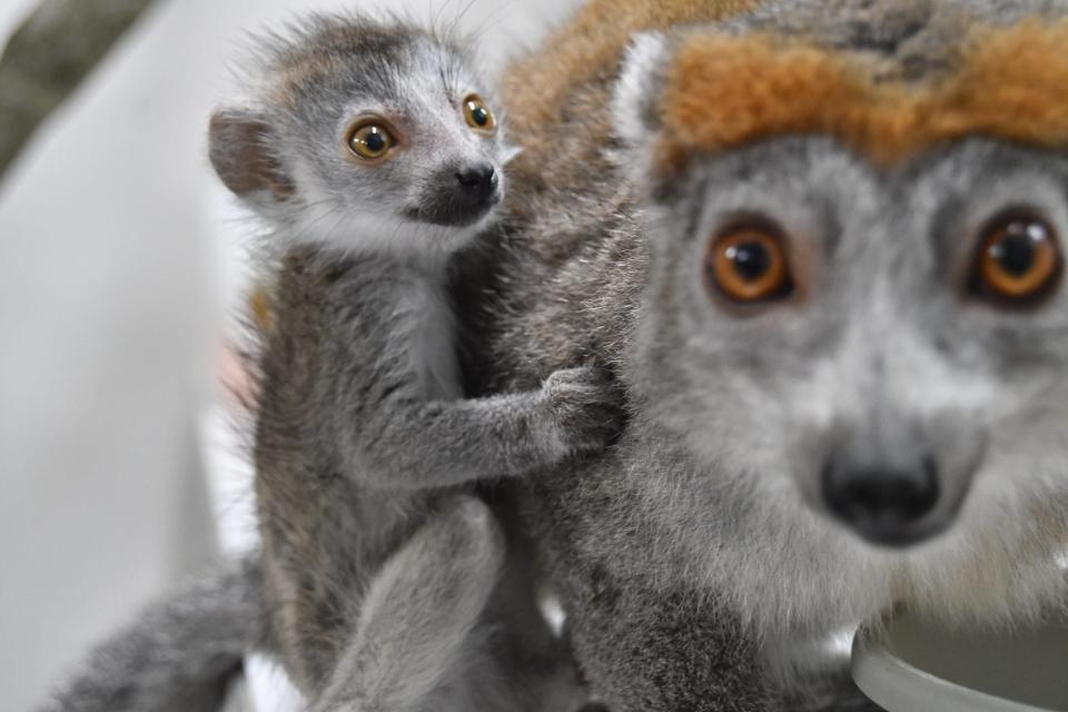 On Sept. 27, the Delaware Department of Natural Resources and Environmental Control (DNREC) and the Brandywine Zoo announced the recent birth of a baby crowned lemur, which has yet to be named. The baby crowned lemur was born to resident parents Sophie and Kipp.