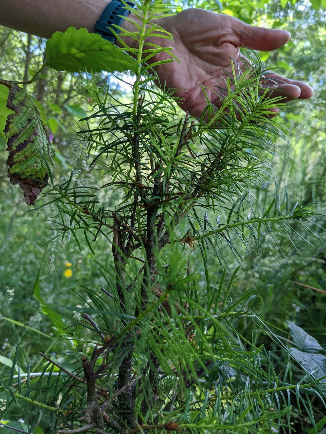 Environmental scientist Keith Kline locates an immature Douglas fir, indicating succession towards a conifer forest at Plot 47, during a July 2022 research expedition to Mount St. Helens.