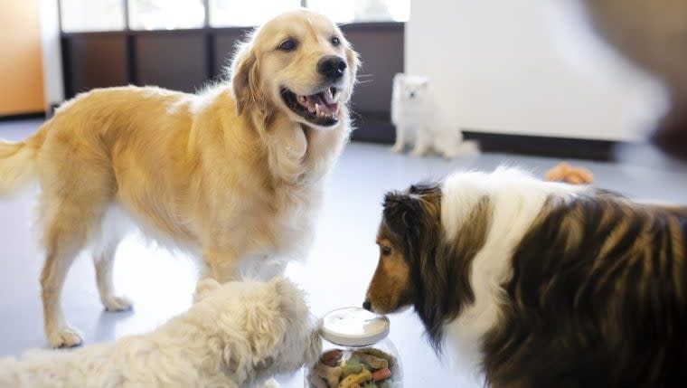 Animal-Loving Couple Open Doggy Daycare in Idaho