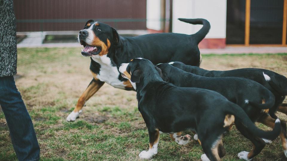 an adult greater Swiss mountain dog with older puppies