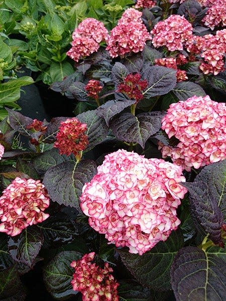 Plant of the year winner 2014 - Hydrangea 'Miss Saori'