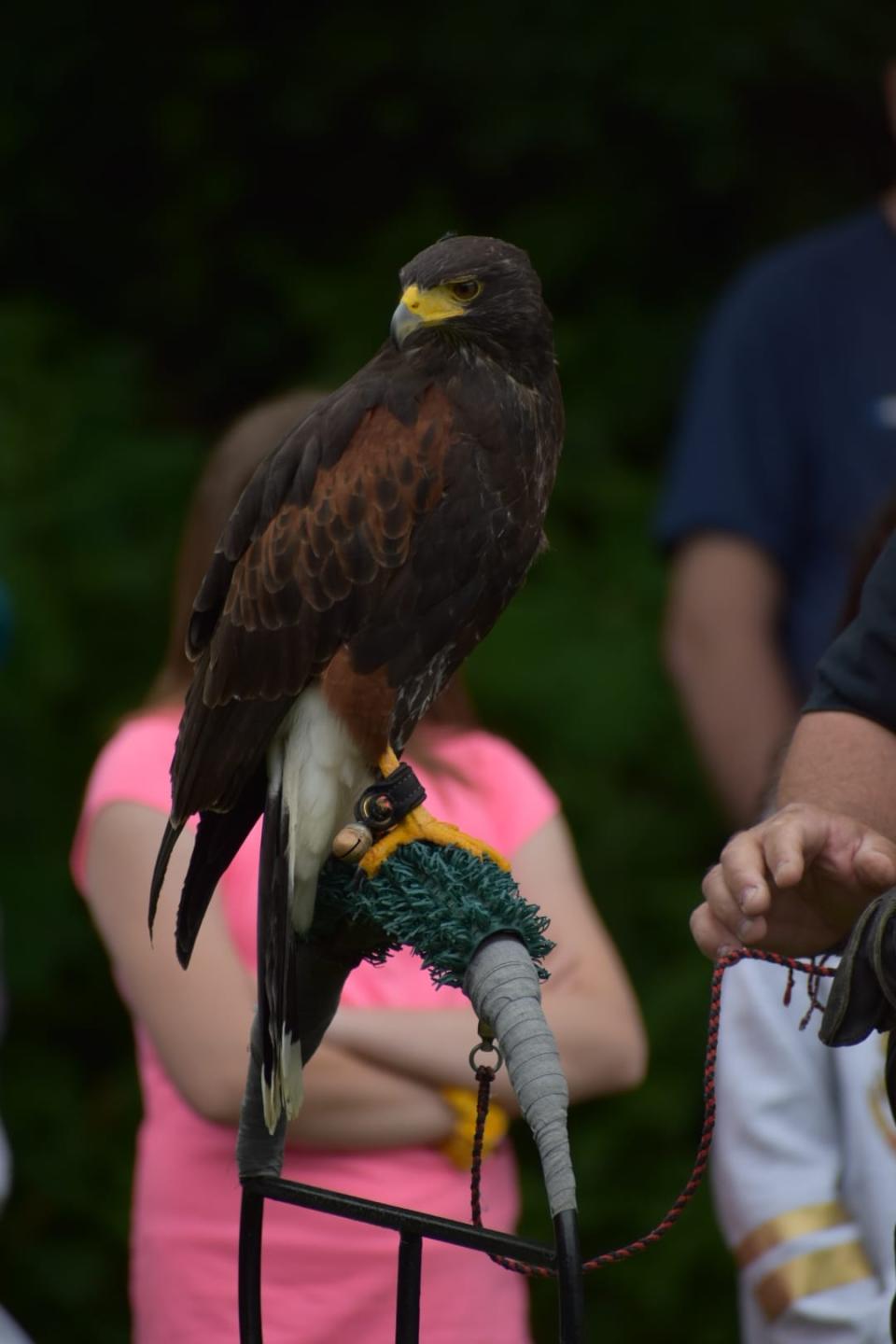 A hawk at Big Rock Park, New Brighton for an event sponsored by The Ohio School of Falconry