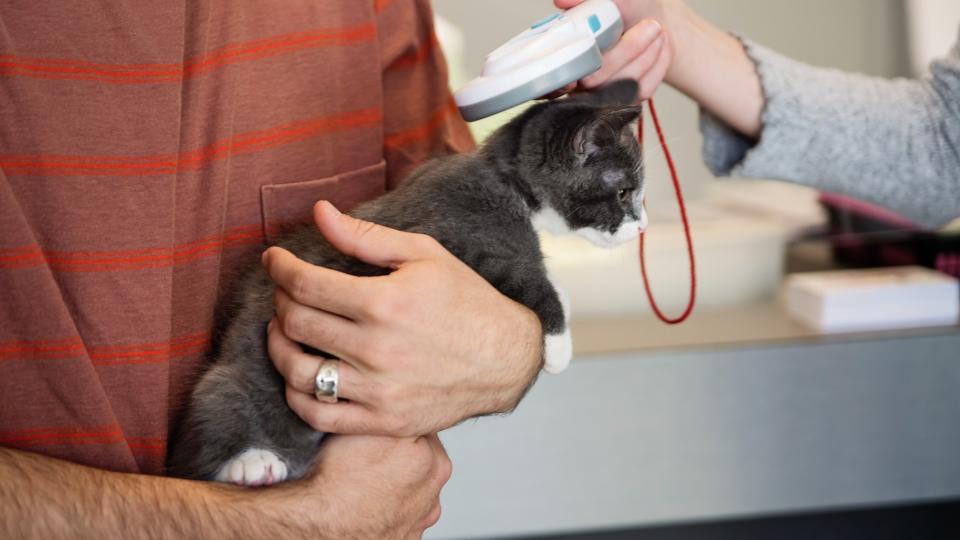 Kitten getting their microchip scanned