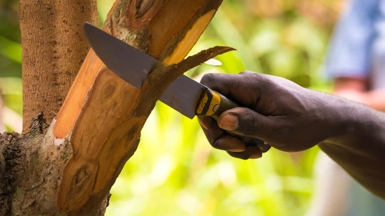 cutting cinnamon tree bark