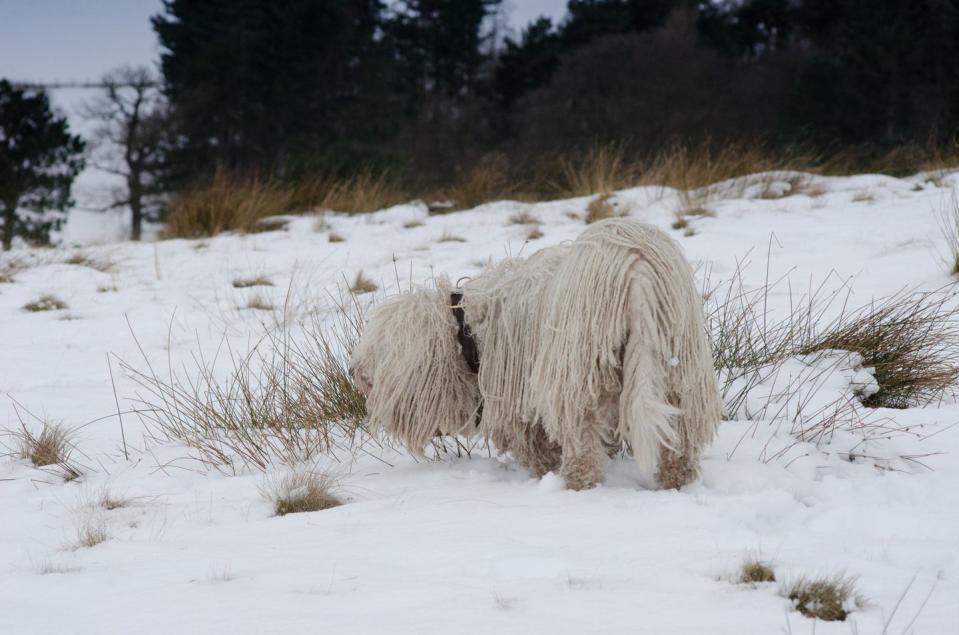 Komondor