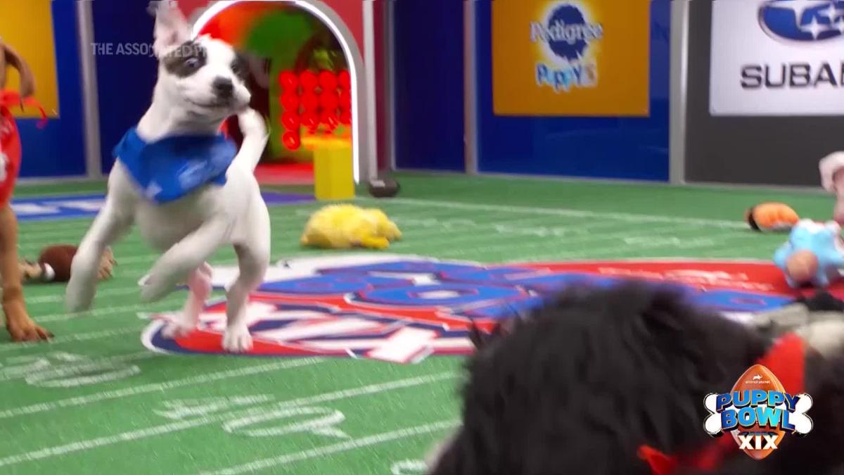 Team Ruff and Team Fluff to face off in Puppy Bowl XIX