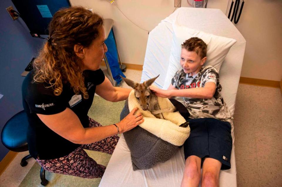 Lucas Bartsch, 12, of Cottonwood, pets a kangaraoo named Fuzz Bucket from his hospital bed at Sutter Children’s Center in Sacramento on Wednesday. SeaWorld San Diego provided the experience for young patients. Lezlie Sterling/lsterling@sacbee.com