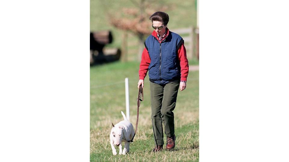 Princess Anne Walking Her Pet Bull Terrier Dog At Gatcombe Park Horse Trials,