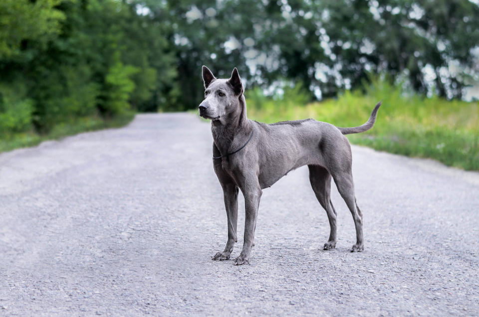 The Thai Ridgeback