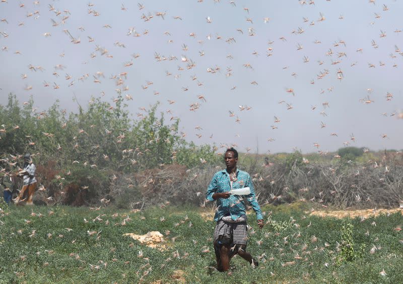 A Somali farmer walks within desert locusts in a grazing land on the outskirt of Dusamareb in Galmudug region