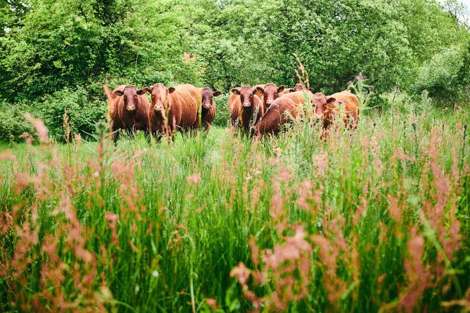 There is at least one acre of land per cow at this farm that uses regenerative production in North Devon in the U.K. (Photo: Scott Grummett)