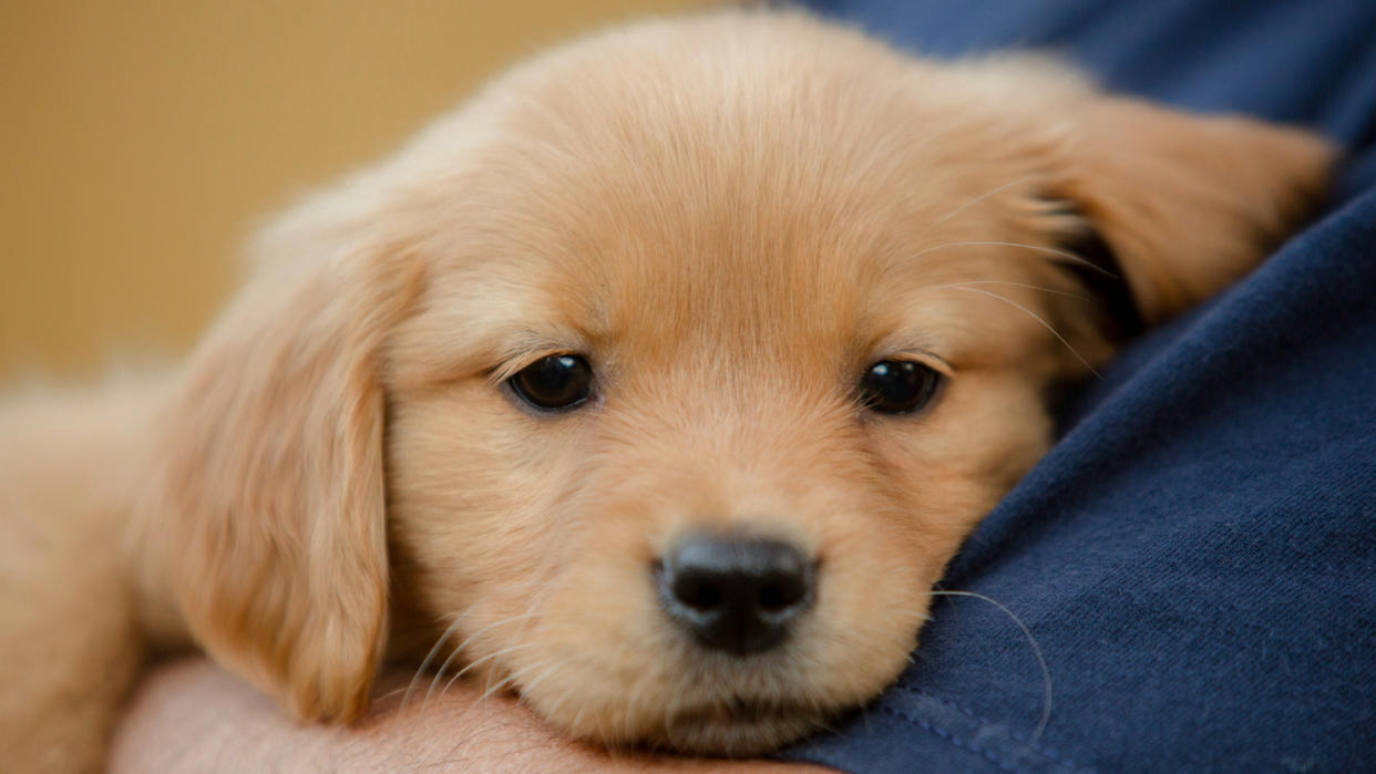  Labrador puppy in owner's arms. 