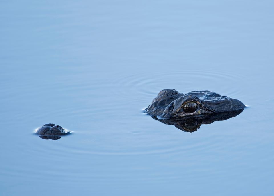 Tips to keep you and your pets safe as gator mating season approaches