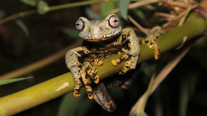  A frog clings to a tree branch. 