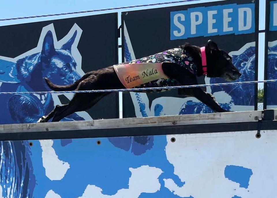 Nala, handled by Timothy Lake, digs deep to gain speed in the Big Air Competition. She wants to jump as far out into the pool as she can at Dog Daze VI held at Village Green Shopping Center in Farragut Saturday, Aug. 13, 2022.