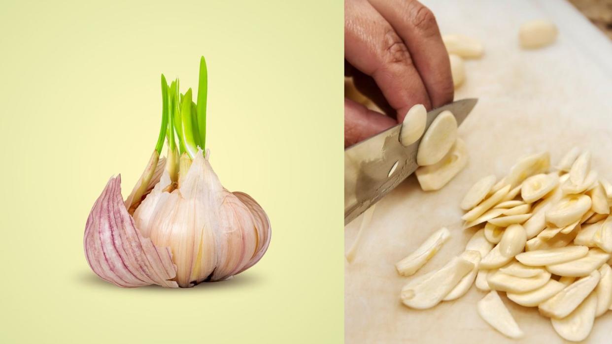 sprouted garlic