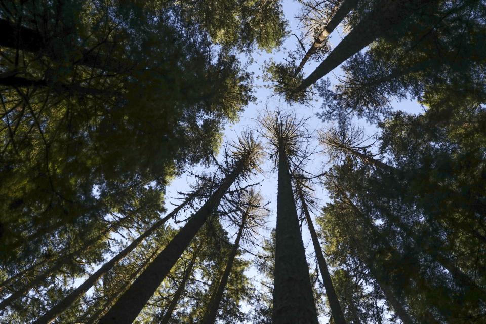 Douglas fir trees that died as a result of insect damage following heat stress stand in the Willamette National Forest, Ore., Friday, Oct. 27, 2023. Scientists are investigating what they say is a new, woefully underestimated threat to the world’s plants: climate change-driven extreme heat. (AP Photo/Amanda Loman)