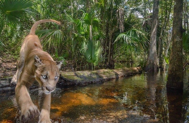 The Florida panther is featured in the latest National Geographic animal documentary. "Path Of the Panther" open in Florida theaters this weekend and will stream on Disney+ this spring. (Photo by Carlton Ward Jr.)