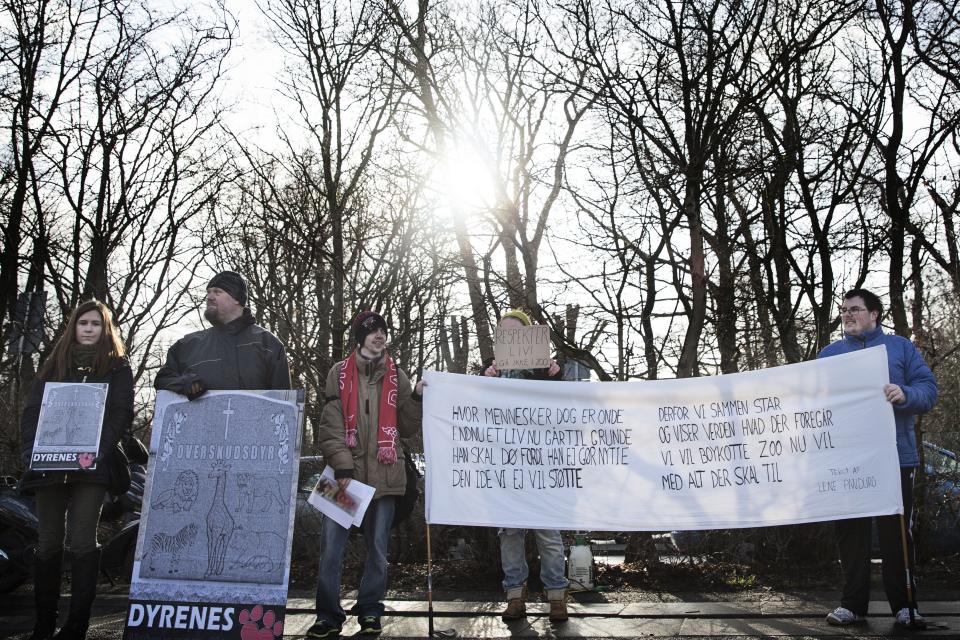 20 people demonstrate outside Copenhagen Zoo against the killing and of a perfectly healthy young giraffe named Marius on February 9, 2014 despite an online petition to save it signed by thousands of animal lovers.