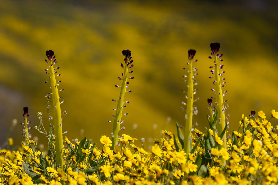 Desert candle flowers (Caulanthus inflatus) bloom at Carrizo Plain National Monument on April 15, 2023.