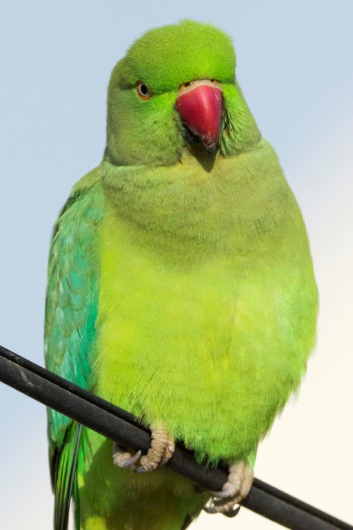 In Amsterdam, home to one of the largest colonies of parakeets, the town hall has banned residents from putting out food in some areas or risk a fine of 70 euros