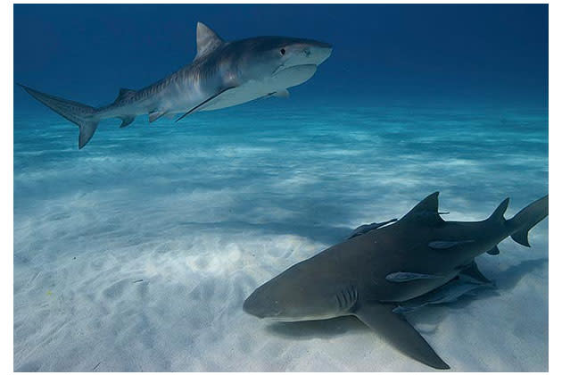 <b>Student 3rd Place</b><br> Austin Gallagher, Florida for the photos of Juvenile tiger shark, Galeocerdo cuvier, and lemon shark, Negap