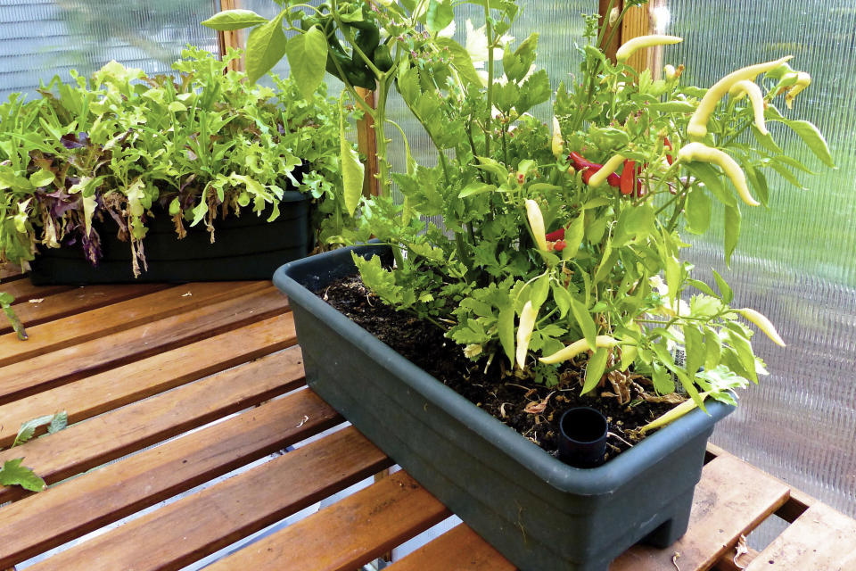 This July 16, 2019 photo taken in a hobby greenhouse near Langley,Wash., shows some easy to grow edibles thriving in containers that can be moved to follow the sun. The boxes are designed with built-in water reservoirs that provide moisture to the plant roots as needed. Starting too large is said to be the most common mistake made by first-time gardeners. (Dean Fosdick via AP)