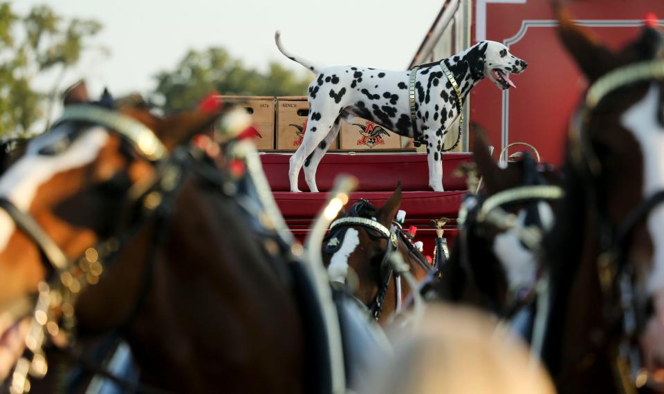 The Budweiser Clydesdales made an appearance at Innisfree Irish Pub Thursday, Sept. 26, 2019. [Staff Photo/Gary Cosby Jr.]