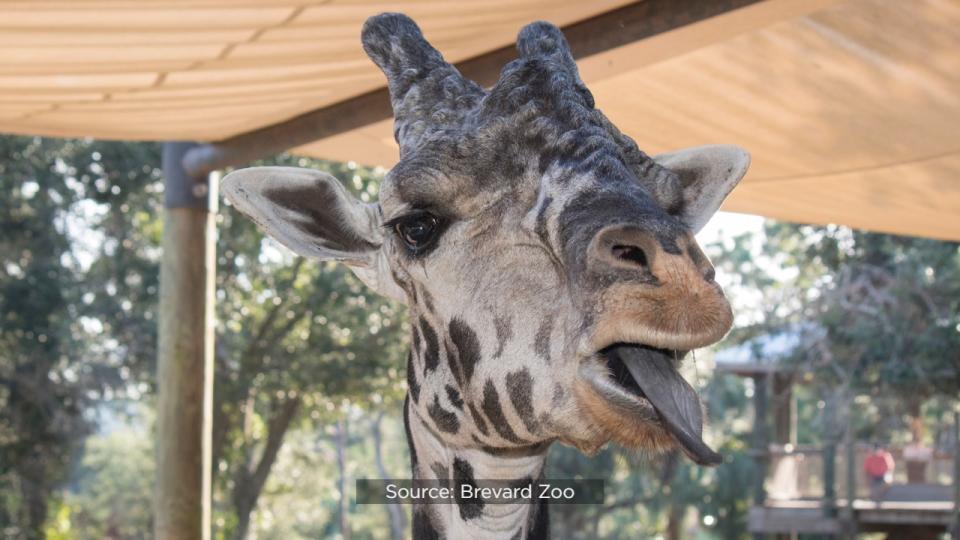 Brevard Zoo’s Rafiki the giraffe is celebrating his 25th birthday on Wednesday.