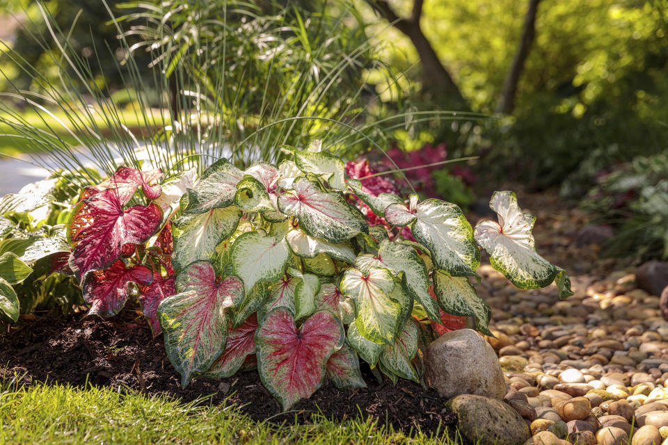 This undated photo provided by Proven Winners shows Heart to Heart "Bold 'N Beautiful" and "Scarlet Flame" Caladium varieties, which can be planted in sunny or shady conditions. (Proven Winners via AP)