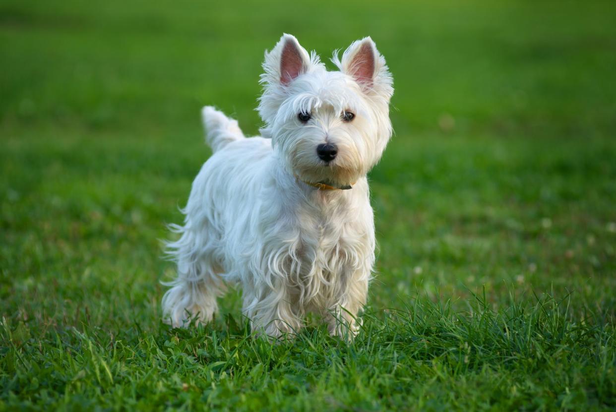 A white West Highland White Terrier standing in the grass, looking into the camera, with blurred background of grass
