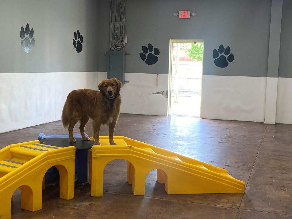 A dog participating at ShowBiz Dog Resort's day-camp. June 15, 2022