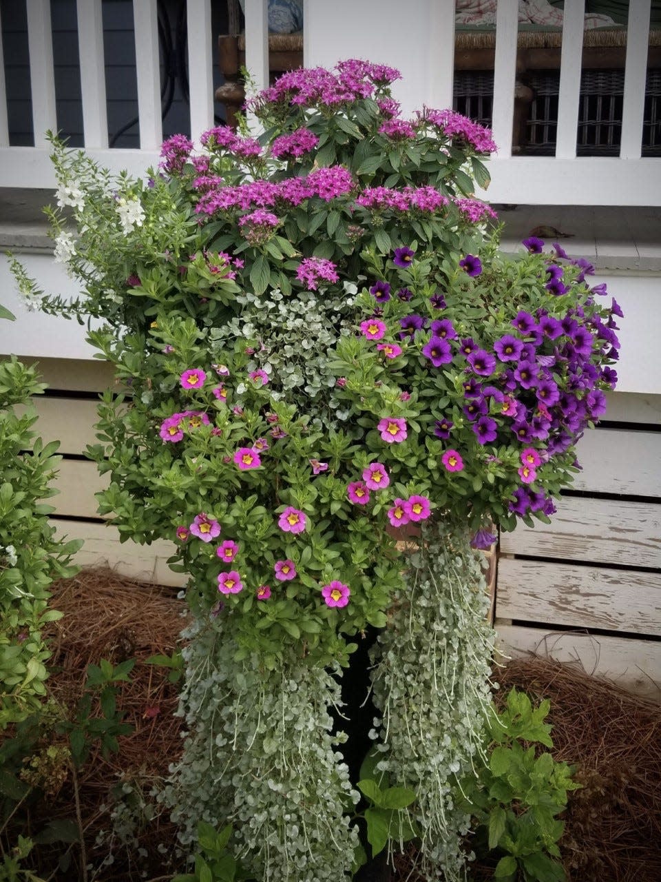 This floating border column basket has its pole of support covered by long trails of Silver Falls dichondra. Supertunia petunias, Superbells calibrachoas and Sunstar pentas make colorful partners.