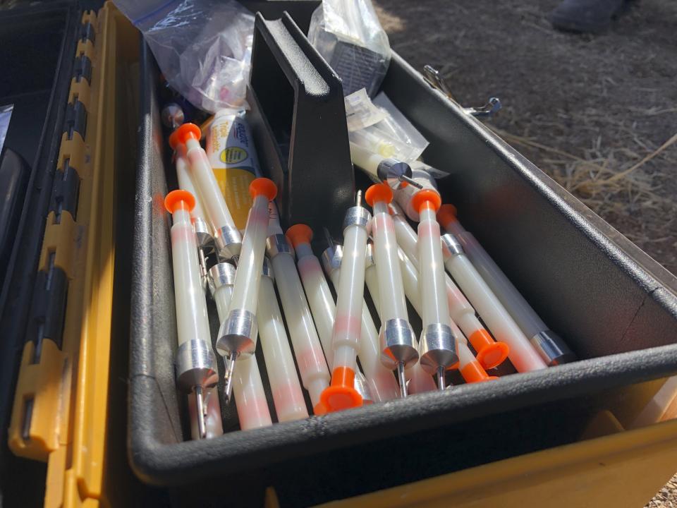 This Jan. 30, 2020 photo shows the darts that are used to sedate Mexican gray wolves during an annual survey near Reserve, N.M. The Fish and Wildlife Service on Wednesday, March 18 announced the result of the latest survey, saying there are at least 163 wolves in the wild in New Mexico and Arizona. That marks a nearly 25% jump in the population from the previous year. (AP Photo/Susan Montoya Bryan)