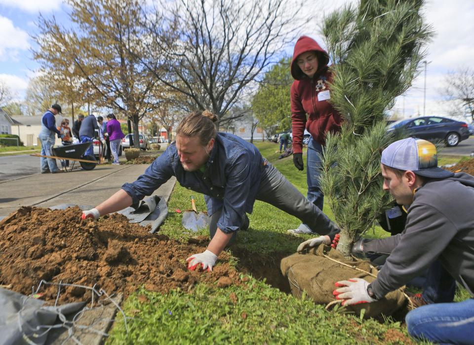 Photos by Matt Stone/The Courier-JournalVolunteer Bryan Call scoops in dirt to help fill space around a planted tree. Around 150 volunteers helped plant 166 trees as part of the Love Louisville Trees planting initiative in the Russell neighborhood Saturday.Volunteer Bryan Call scoops in dirt to help fill space around a planted tree. Around 150 volunteers helped plant 166 trees as part of the Love Louisville Trees planting initiative in the Russell neighborhood in April.