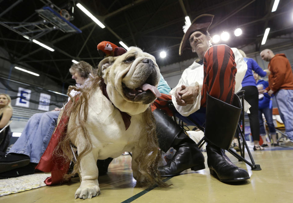 Dave Larson, of Des Moines, Iowa, sits with his bulldog Ramone during the 34th annual Drake Relays Beautiful Bulldog Contest, Monday, April 22, 2013, in Des Moines, Iowa. The pageant kicks off the Drake Relays festivities at Drake University where a bulldog is the mascot. (AP Photo/Charlie Neibergall)