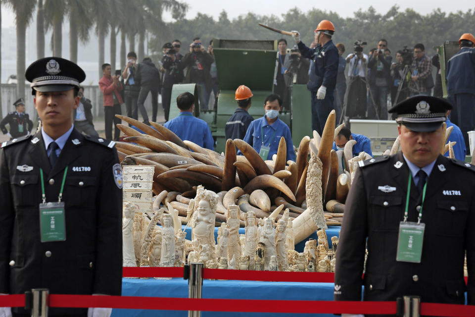 Customs officers stand guard in front of some illegal ivory during destruction in Dongguan, southern Guangdong province, China Monday, Jan. 6, 2014. China destroyed about 6 tons of illegal ivory from its stockpile on Monday, in an unprecedented move wildlife groups say shows growing concern about the black market trade by authorities in the world's biggest market for elephant tusks. (AP Photo/Vincent Yu)