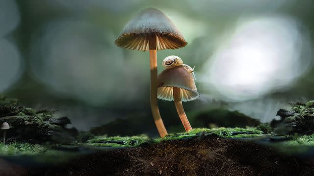 <p>courtesy netflix</p> 'Fantastic Fungi'