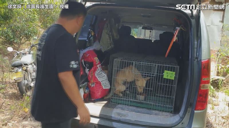 徐園長將幾隻流浪狗帶上車，前往醫護。（圖／徐文良（徐園長護生園） 授權）