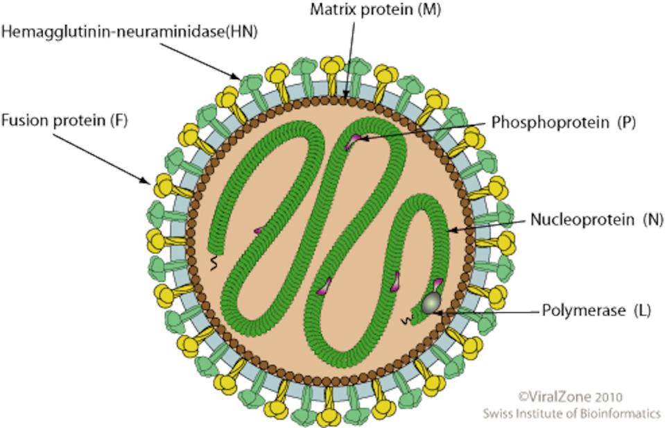 El género <em>Henipavirus</em> (de la familia Paramyxoviridae) está constituido por virus de ARN que poseen una cápside helicoidal, están rodeados de una envoltura y tienen un tamaño de unos 150 nm. <a href="https://viralzone.expasy.org/556?outline=all_by_species" rel="nofollow noopener" target="_blank" data-ylk="slk:ViralZone;elm:context_link;itc:0;sec:content-canvas" class="link ">ViralZone</a>, <a href="http://creativecommons.org/licenses/by/4.0/" rel="nofollow noopener" target="_blank" data-ylk="slk:CC BY;elm:context_link;itc:0;sec:content-canvas" class="link ">CC BY</a>