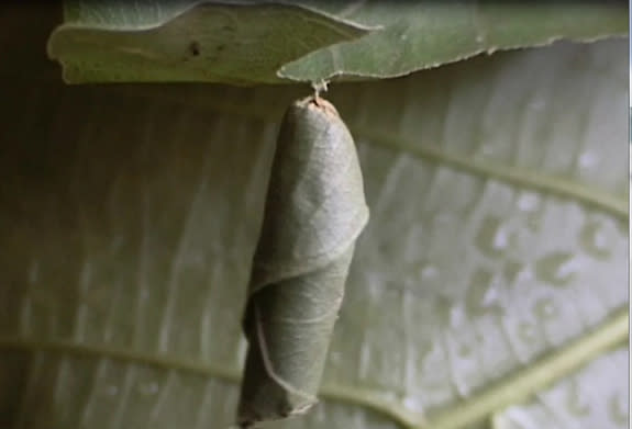 <em> Calindoea trifascialis </em> wraps itself in a leaf before jumping to the ground and hopping to a safe spot away from the sun.